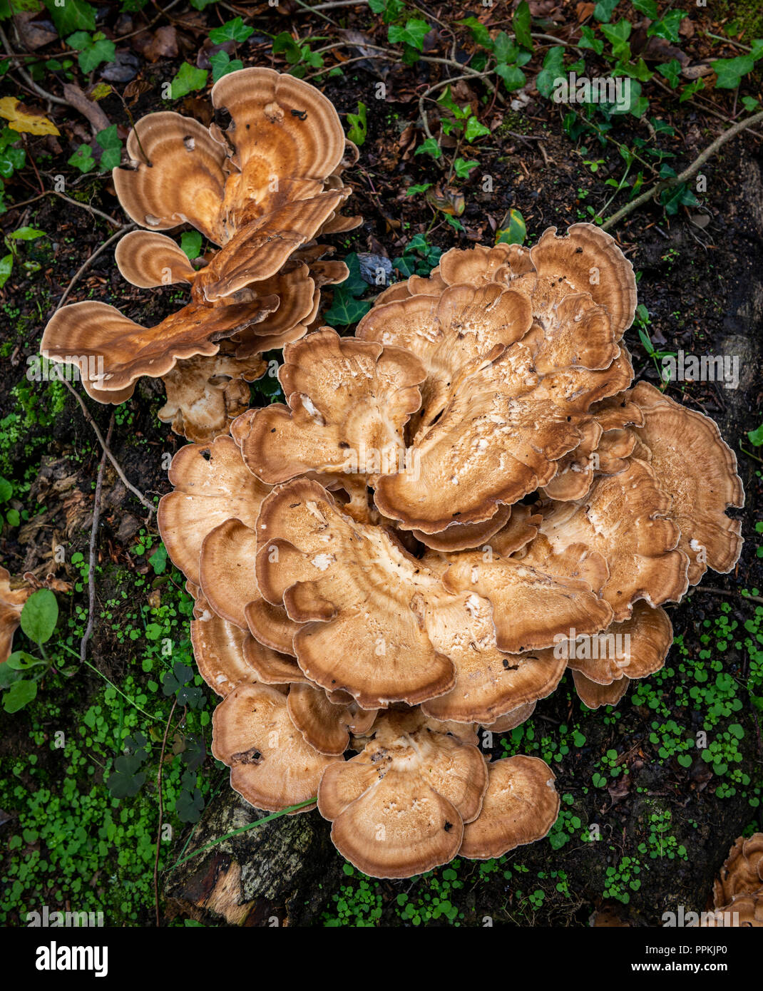 Pollo di boschi funghi Foto Stock
