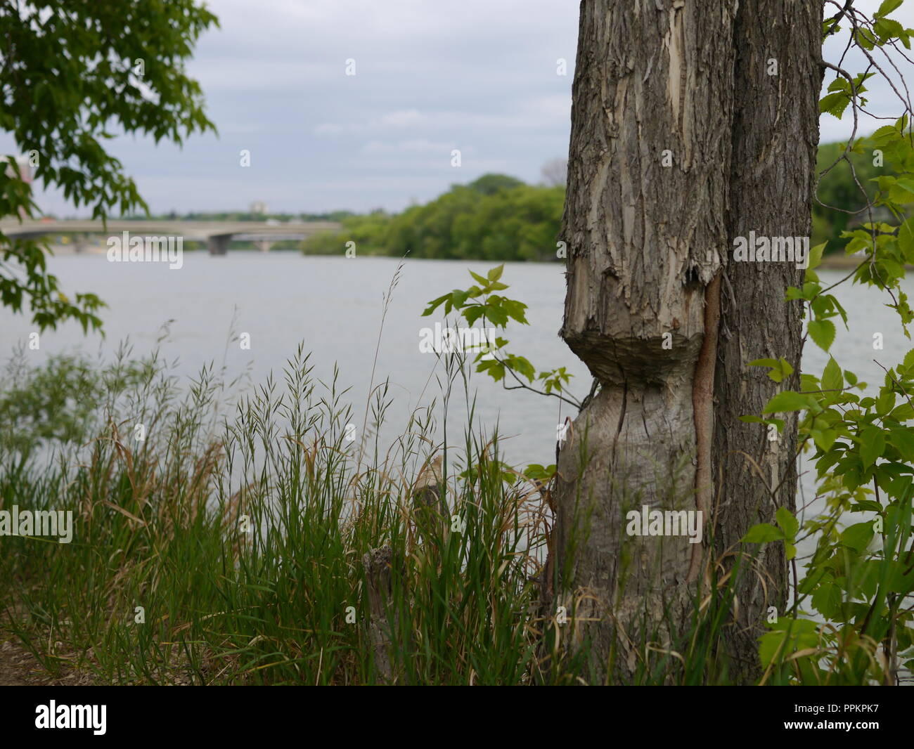 Beaver Tree Foto Stock
