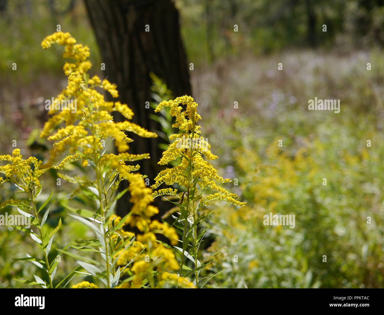 Campo di oro Foto Stock