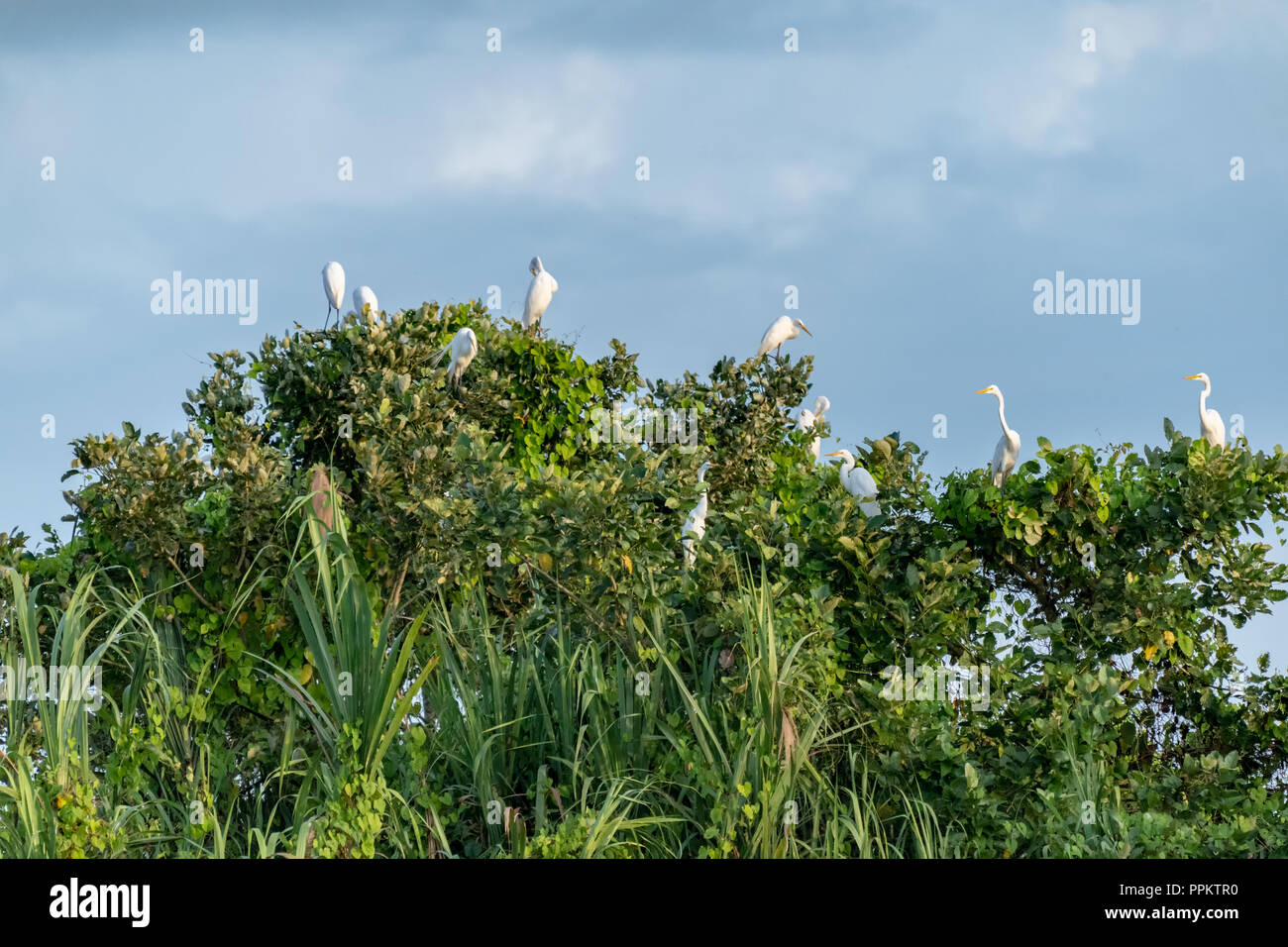 Pacaya Samiria Riserva, Perù, Sud America. Gregge di grande garzette in seduta alberi lungo il fiume Maranon. Foto Stock