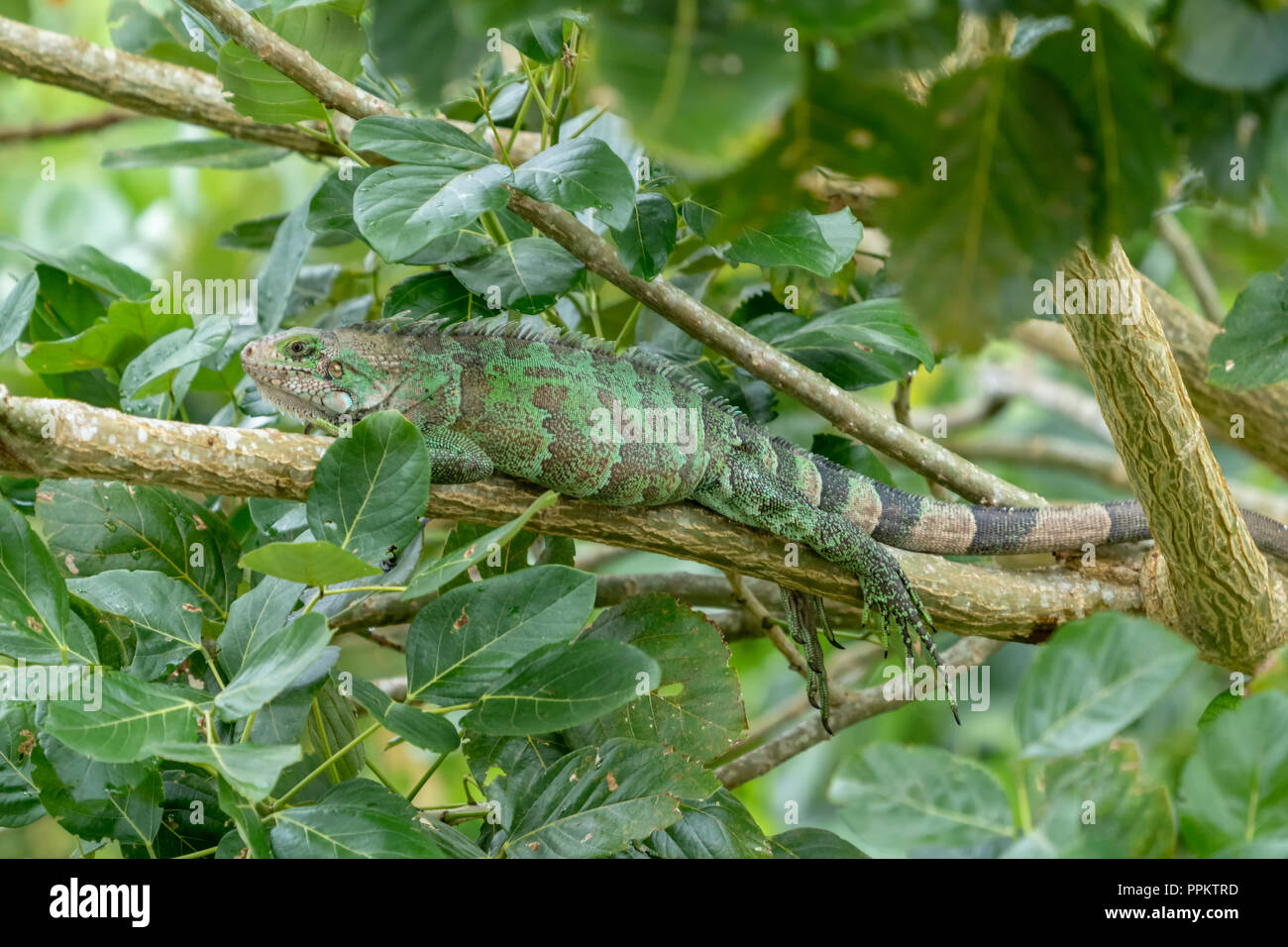Pacaya Samiria Riserva, Perù, Sud America. Iguana verde in appoggio su di un lembo di albero lungo il fiume Ucayali nel bacino amazzonico. Foto Stock