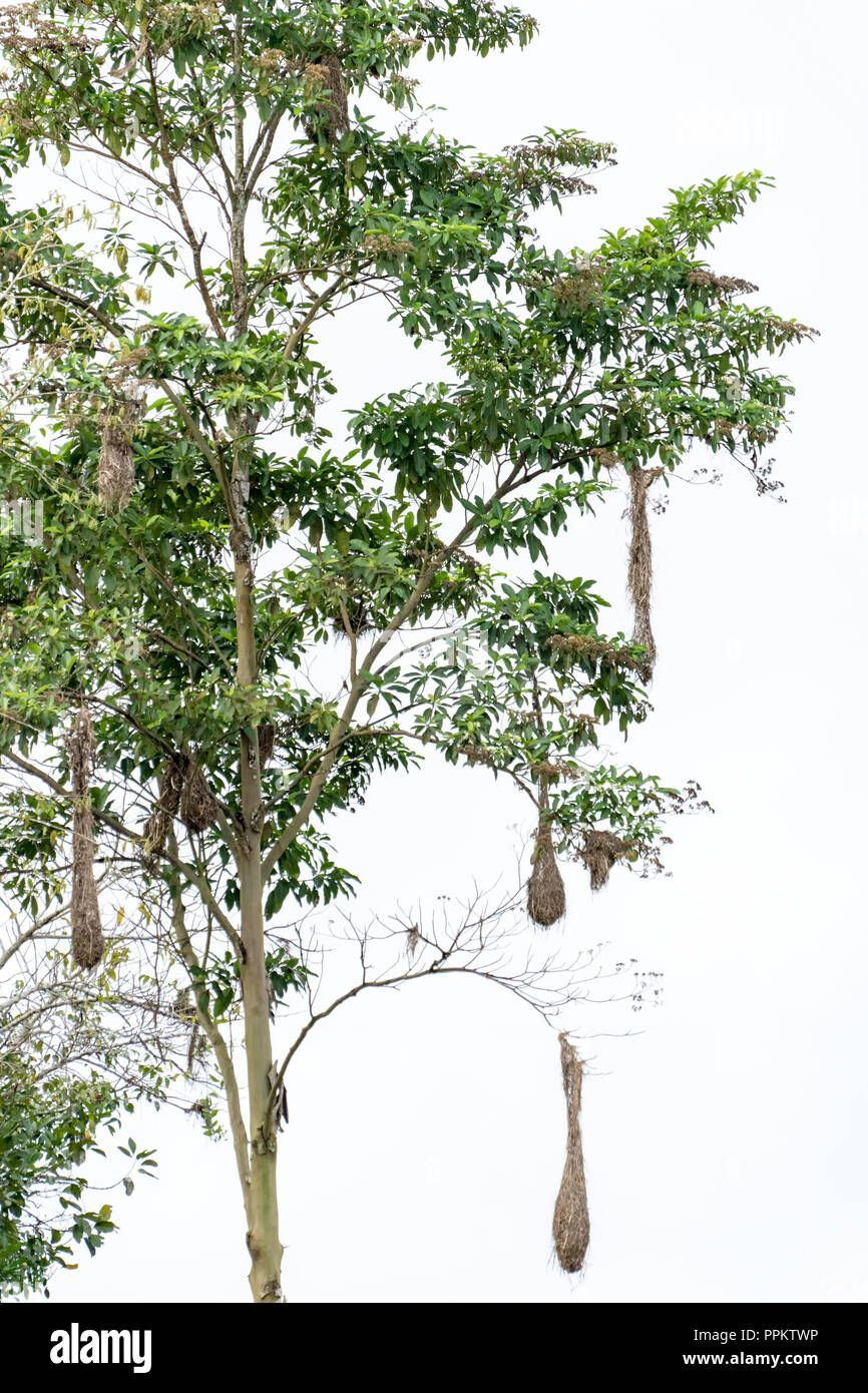 Pacaya Samiria Riserva, Perù, Sud America. Weaver nidi in un albero accanto al fiume Ucayali nel bacino amazzonico. Foto Stock