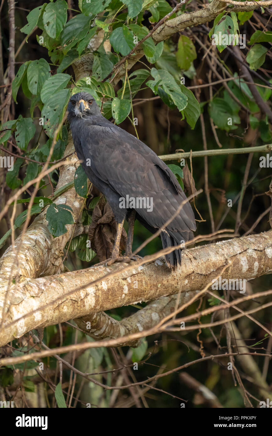 Pacaya Samiria Riserva, Perù, Sud America. Adulto grande Black Hawk in un albero. Foto Stock