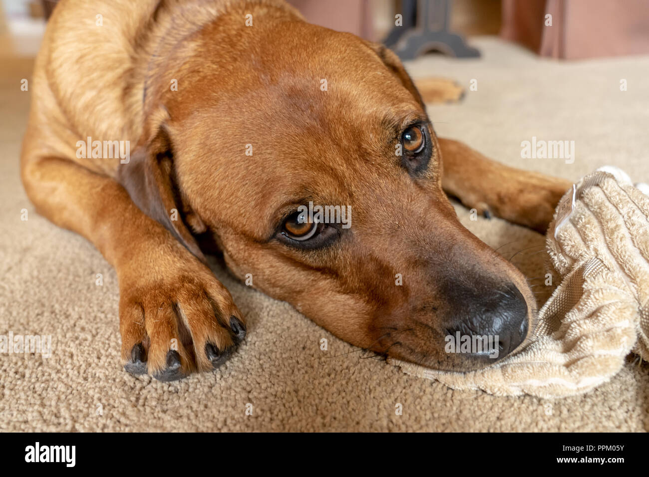 Red Fox (o) Foxred Labrador 'Mitchell' reclinate sul pavimento, masticare la sua anatra farcite giocattolo. Foto Stock