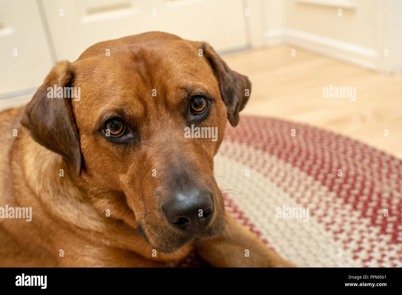 Ritratto di una volpe rossa (o) Foxred Labrador 'Mitchell' sdraiato sul pavimento. Foto Stock