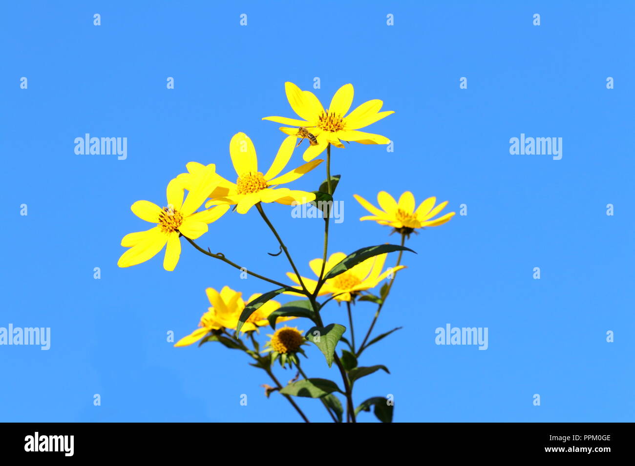 Fiori di colore giallo sul cielo blu sullo sfondo Foto Stock