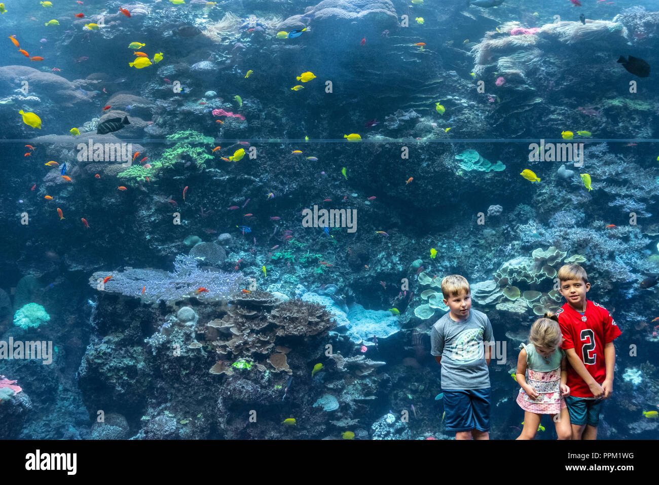 I bambini di fronte al reef tropicali presentano presso il Georgia Aquarium nel centro di Atlanta, Georgia. (USA) Foto Stock