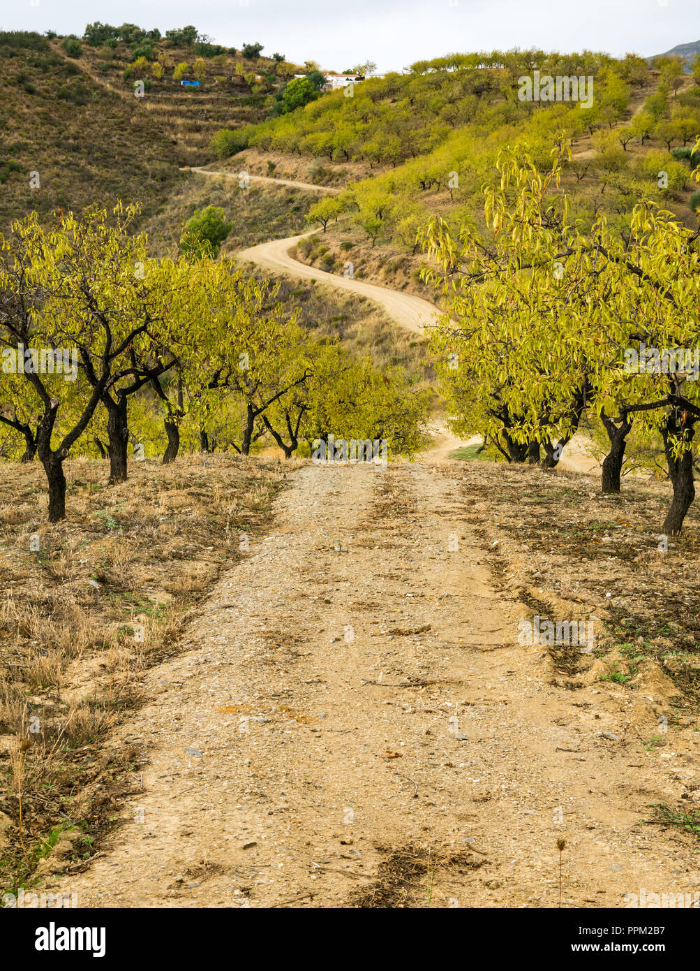 Pista sterrata che conduce attraverso i mandorli grove, fino hillside Axarquia, Andalusia, Spagna Foto Stock