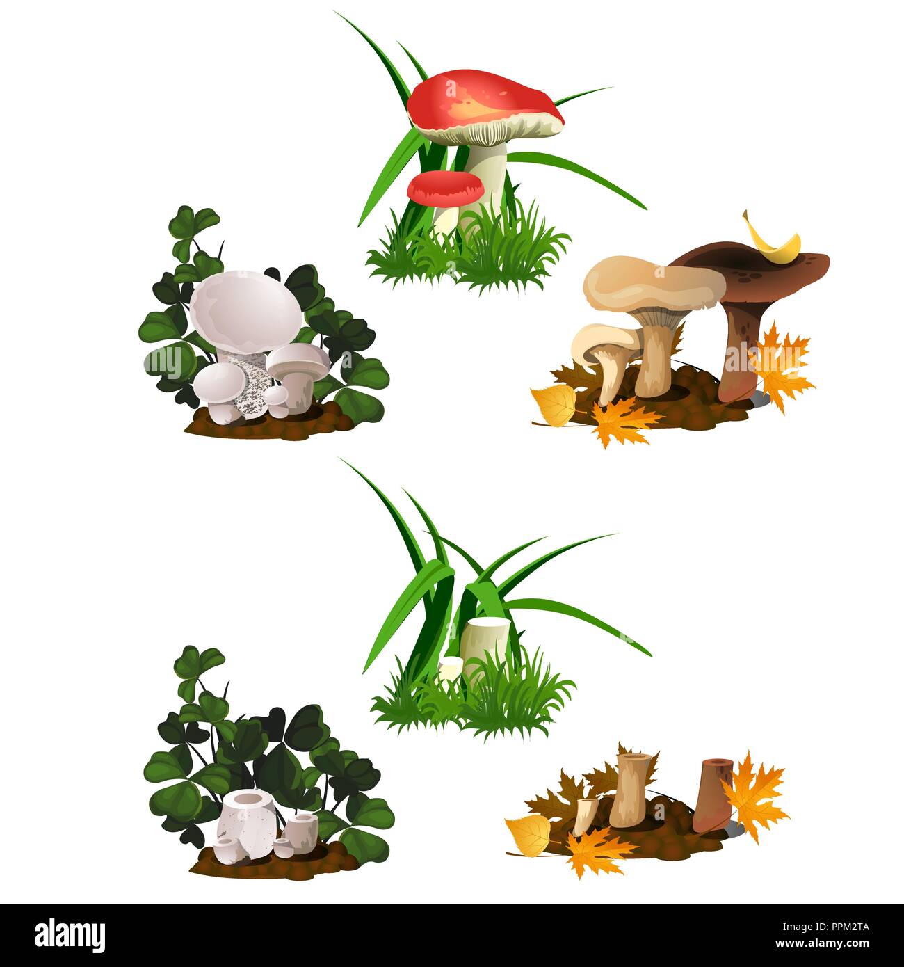 Set di funghi isolati su sfondo bianco. Tagliare e intera selvatici commestibili funghi di bosco. Schizzo per un poster sul tema della natura autunno dorato. Vector cartoon close-up illustrazione. Illustrazione Vettoriale