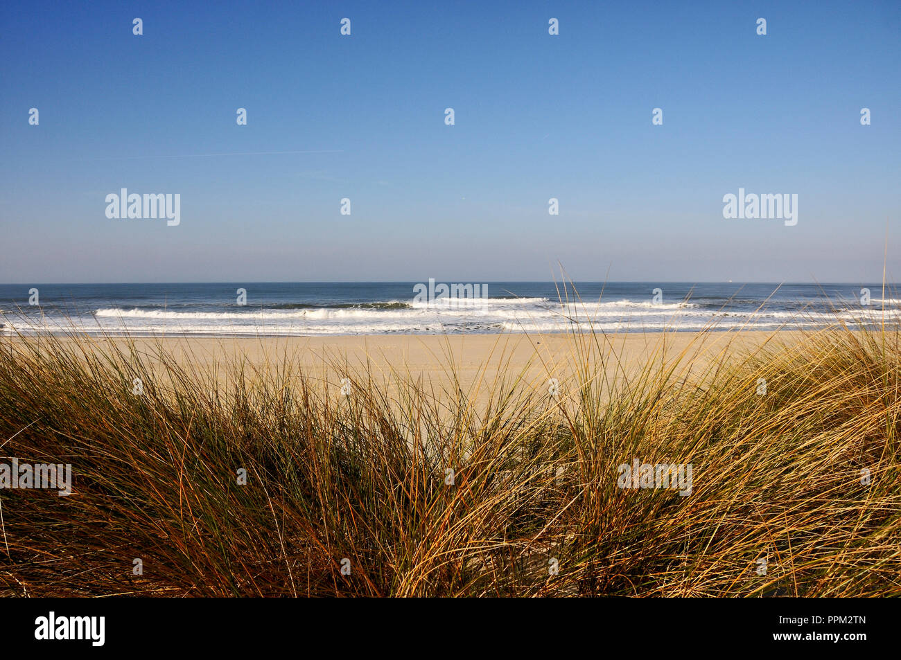 La spiaggia di Costa Nova con dune di sabbia finissima e beachgrass europea, Portogallo Foto Stock