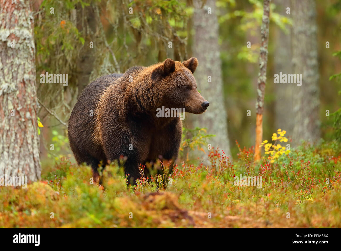 Grande orso bruno camminando in una foresta colorati in autunno Foto Stock