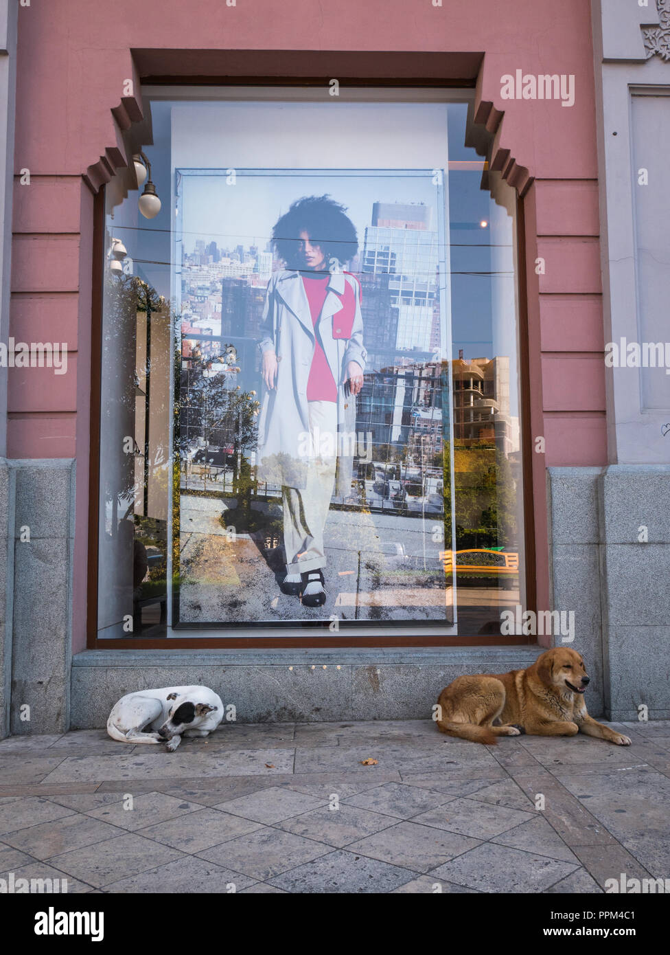 I cani randagi dormire nell'ombra davanti a una finestra di visualizzazione all'Burberry store retail in Piazza della Libertà, Tbilisi, Georgia. Foto Stock