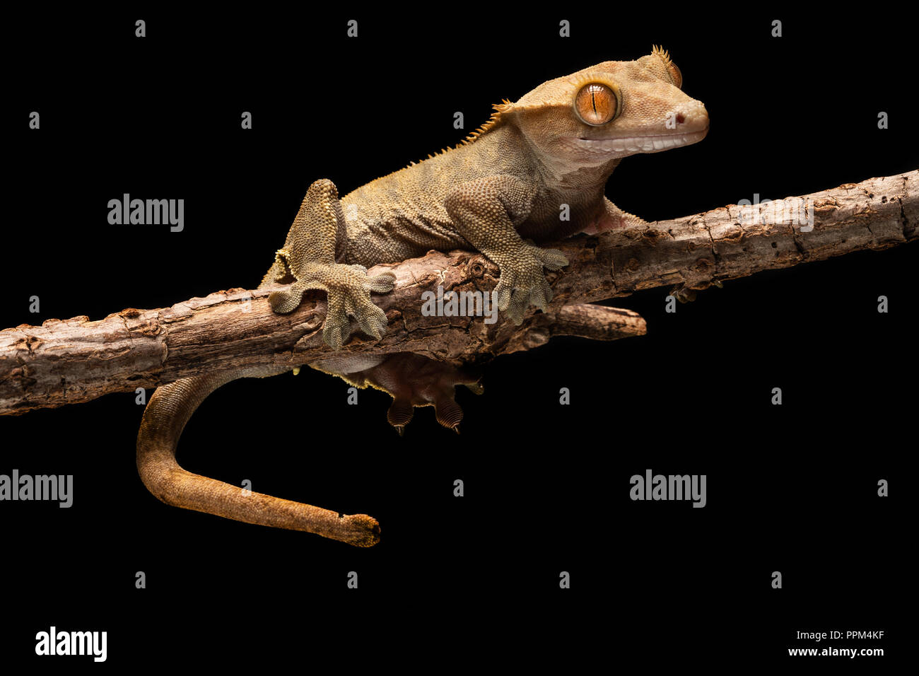 Correlophus ciliatus / Crested gecko Foto Stock