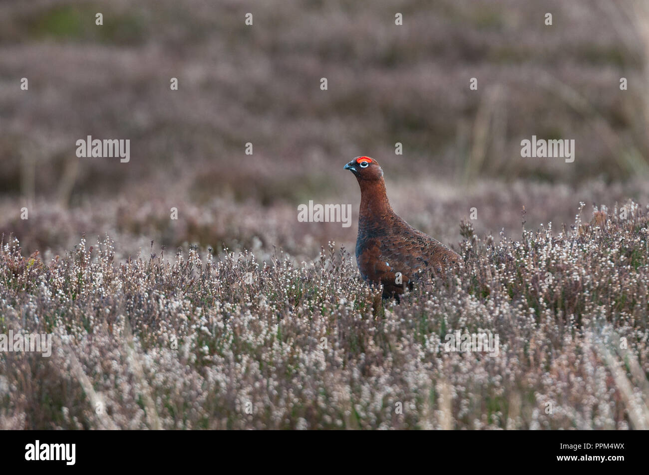 Maschio di gallo forcello rosso (Lagopus lagopus scoticus) su heather moorland nel Peak District, Derbyshire Foto Stock