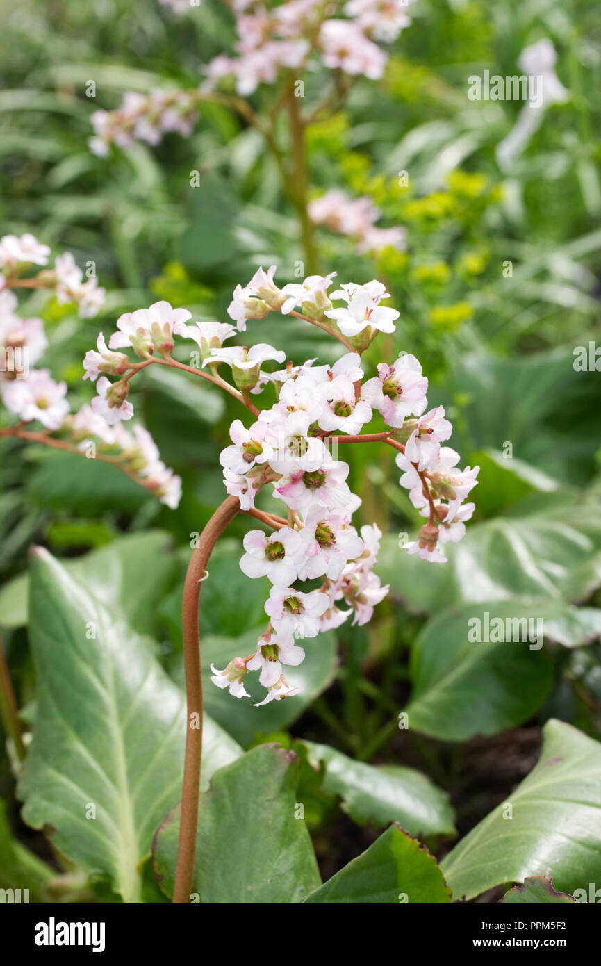 Bergenia 'Apple Corte bianco fiori". Foto Stock