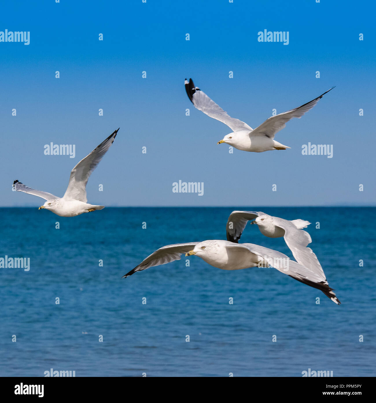 Branchi di Seaguls si vede scivolare lungo le rive della spiaggia di Allenwood, Georgian Bay in Canada Foto Stock