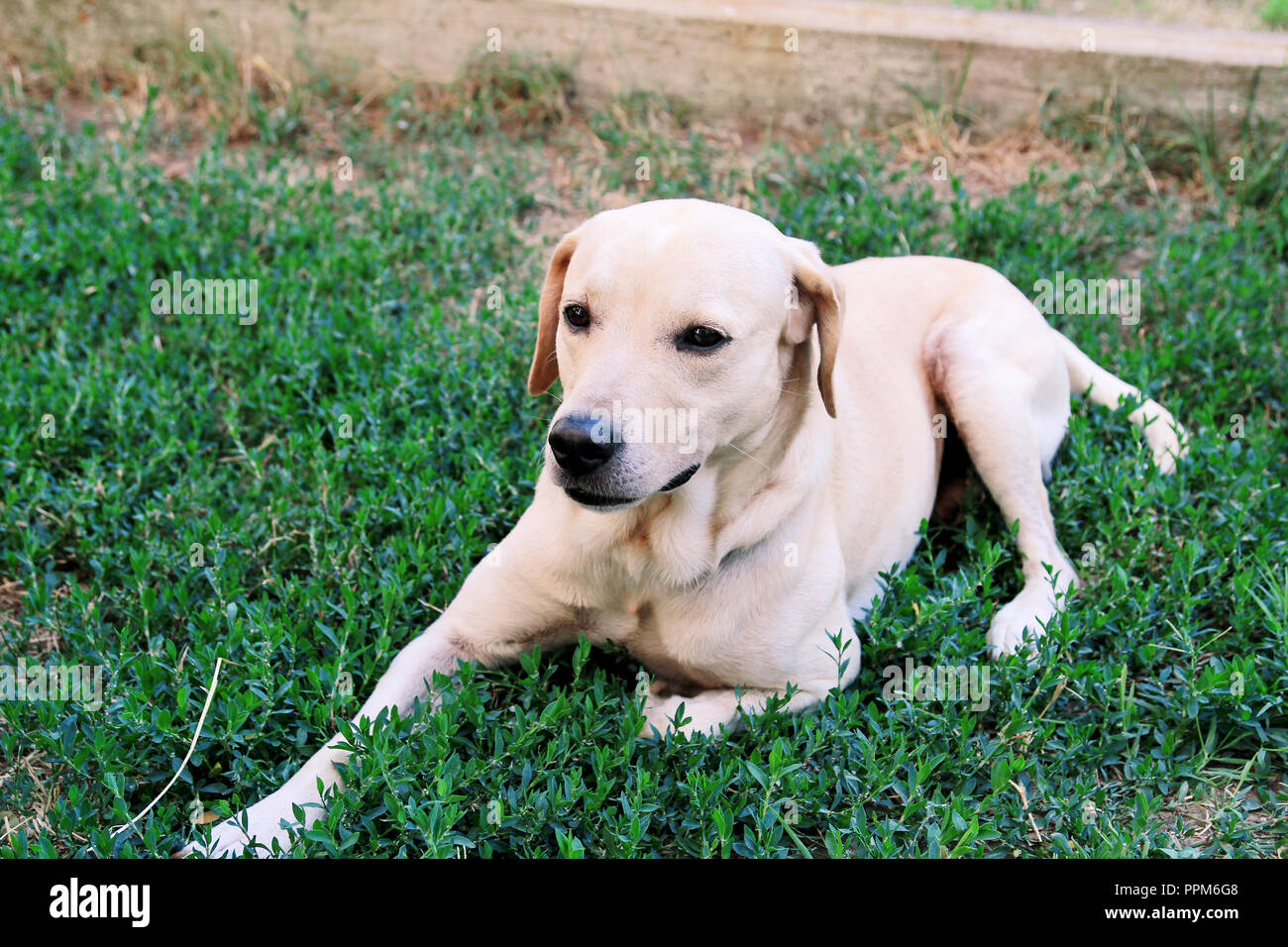 Il Labrador retriever in appoggio nel bellissimo ambiente naturale del giardino. Un giallo labrador retriever cane gode di seduta a erba nel giardino. Foto Stock