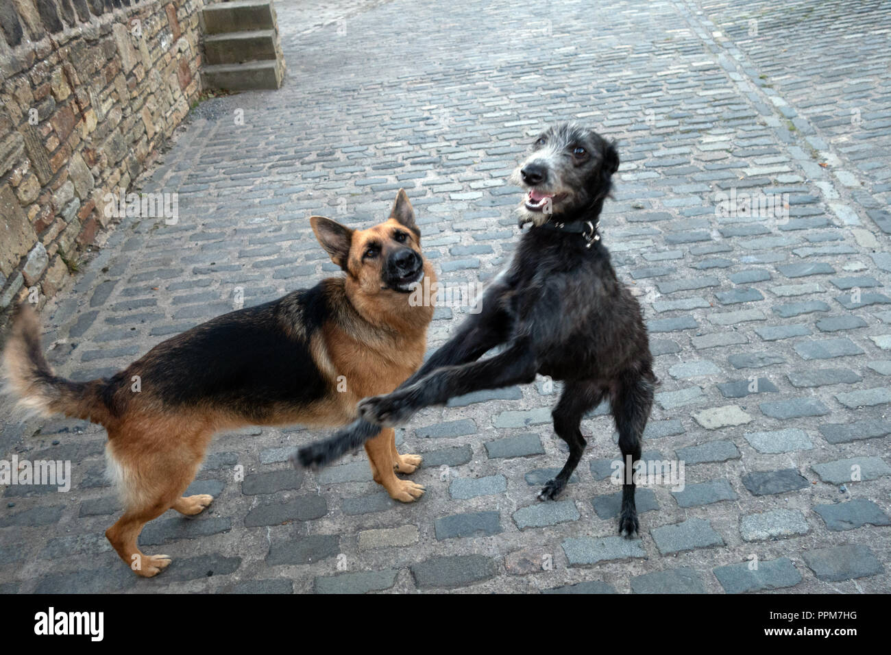 Pastore Tedesco e Lurcher sono fattoria Cani giocando insieme in Wortley, South Yorkshire, Inghilterra Foto Stock