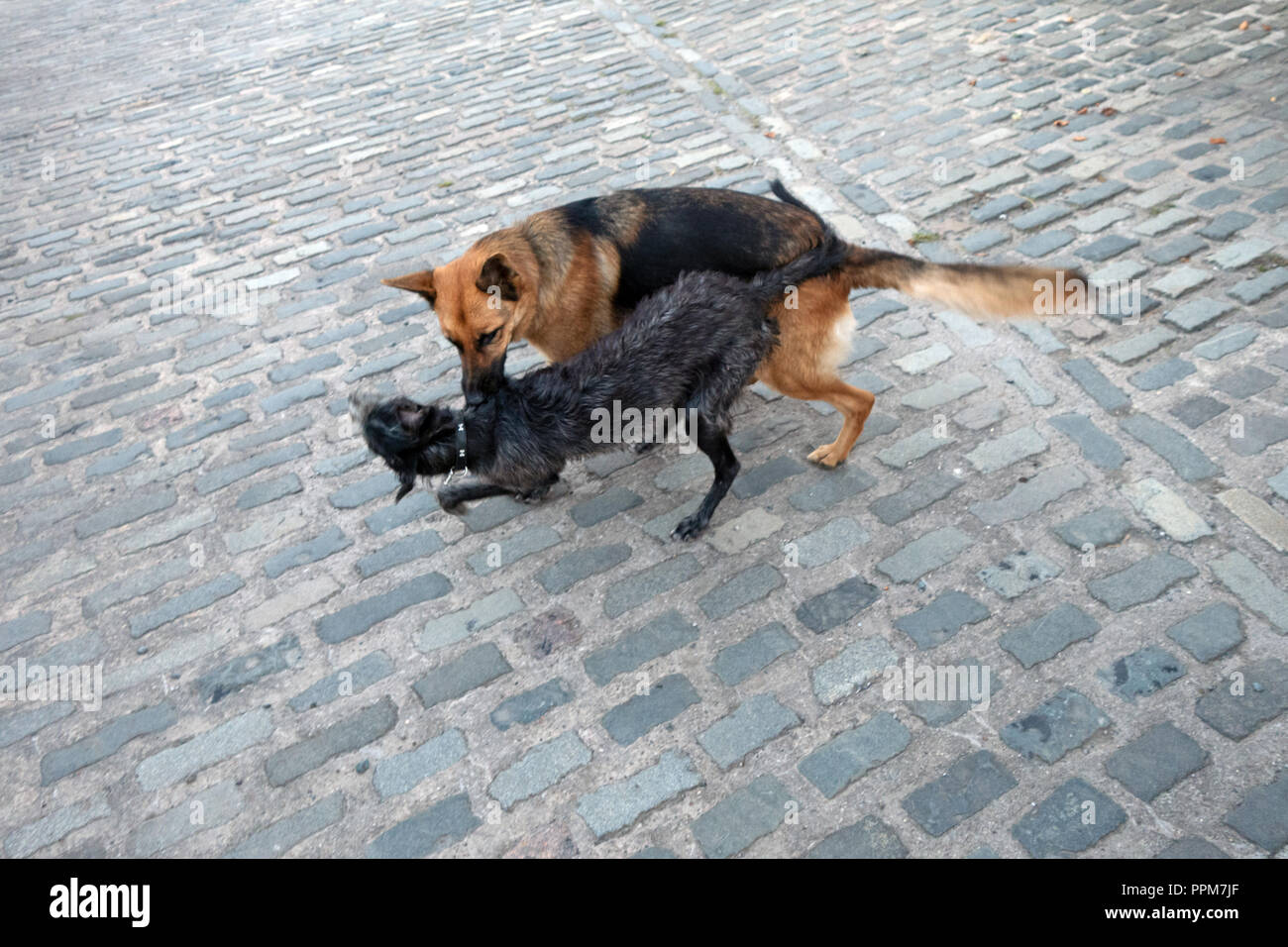 Pastore Tedesco e Lurcher sono fattoria Cani giocando insieme in Wortley, South Yorkshire, Inghilterra Foto Stock