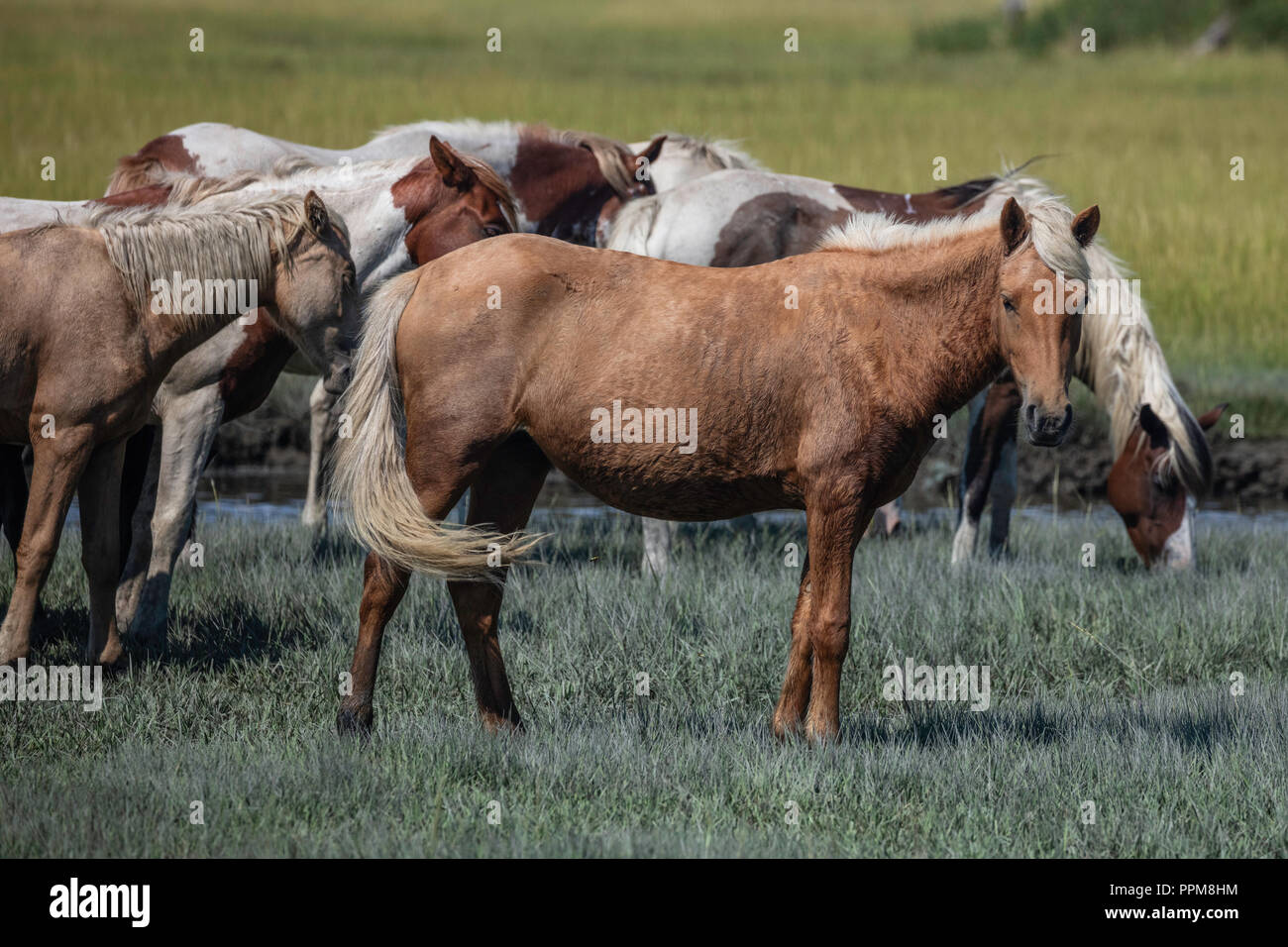 Famoso pony selvatici di Chincoteague, Chincoteague National Wildlife Refuge, Virginia Foto Stock