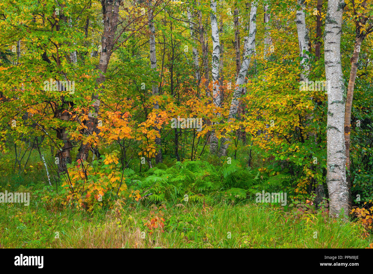 Caduta delle foglie, North Shore lago Superior, Contea di Cook, Minnesota Foto Stock