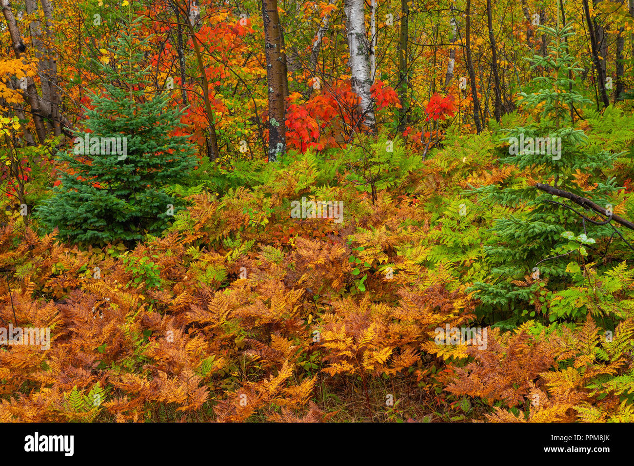Caduta delle foglie, North Shore lago Superior, Contea di Cook, Minnesota Foto Stock