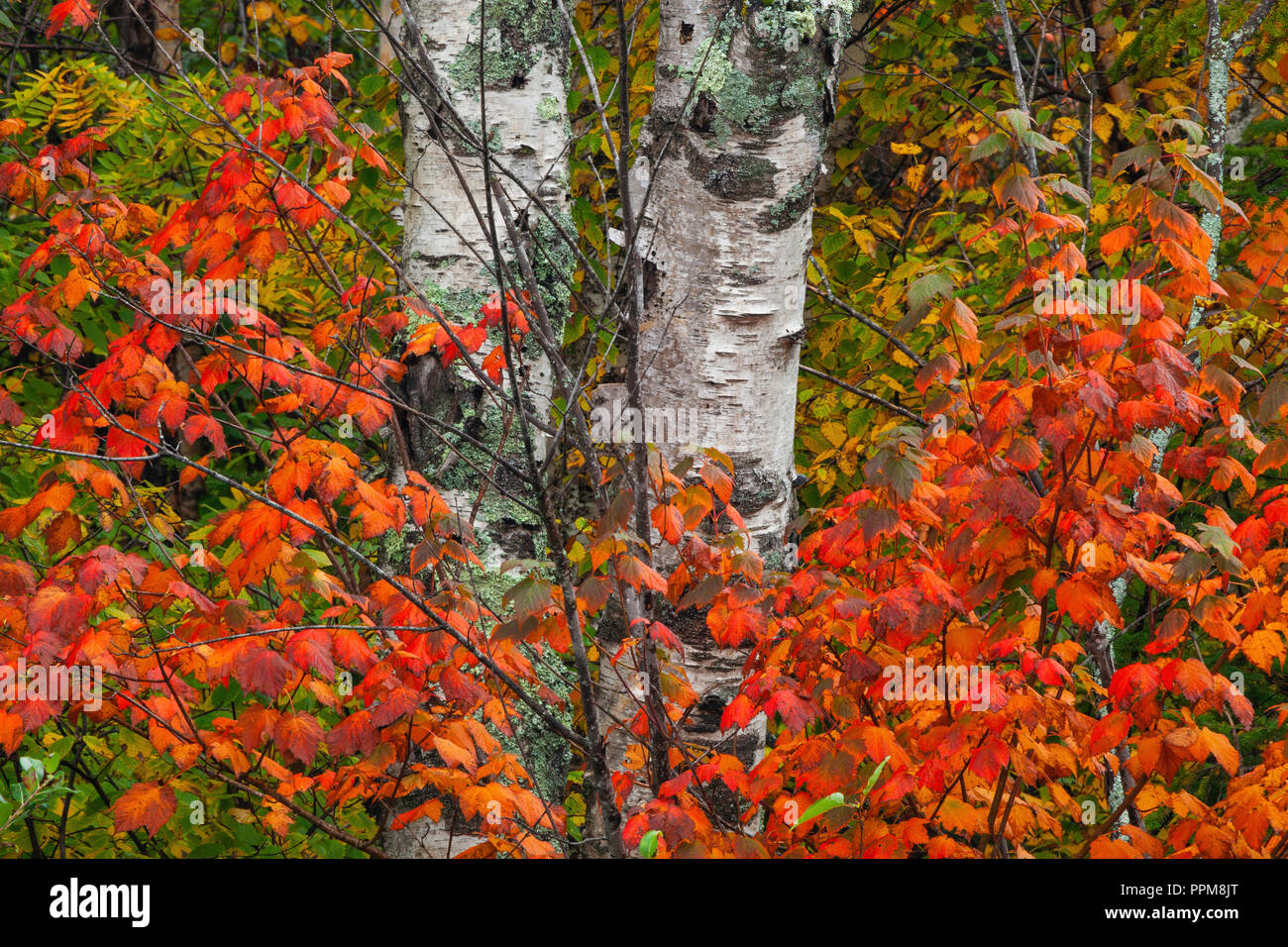 Caduta delle foglie, North Shore lago Superiore, Lago County, Minnesota Foto Stock
