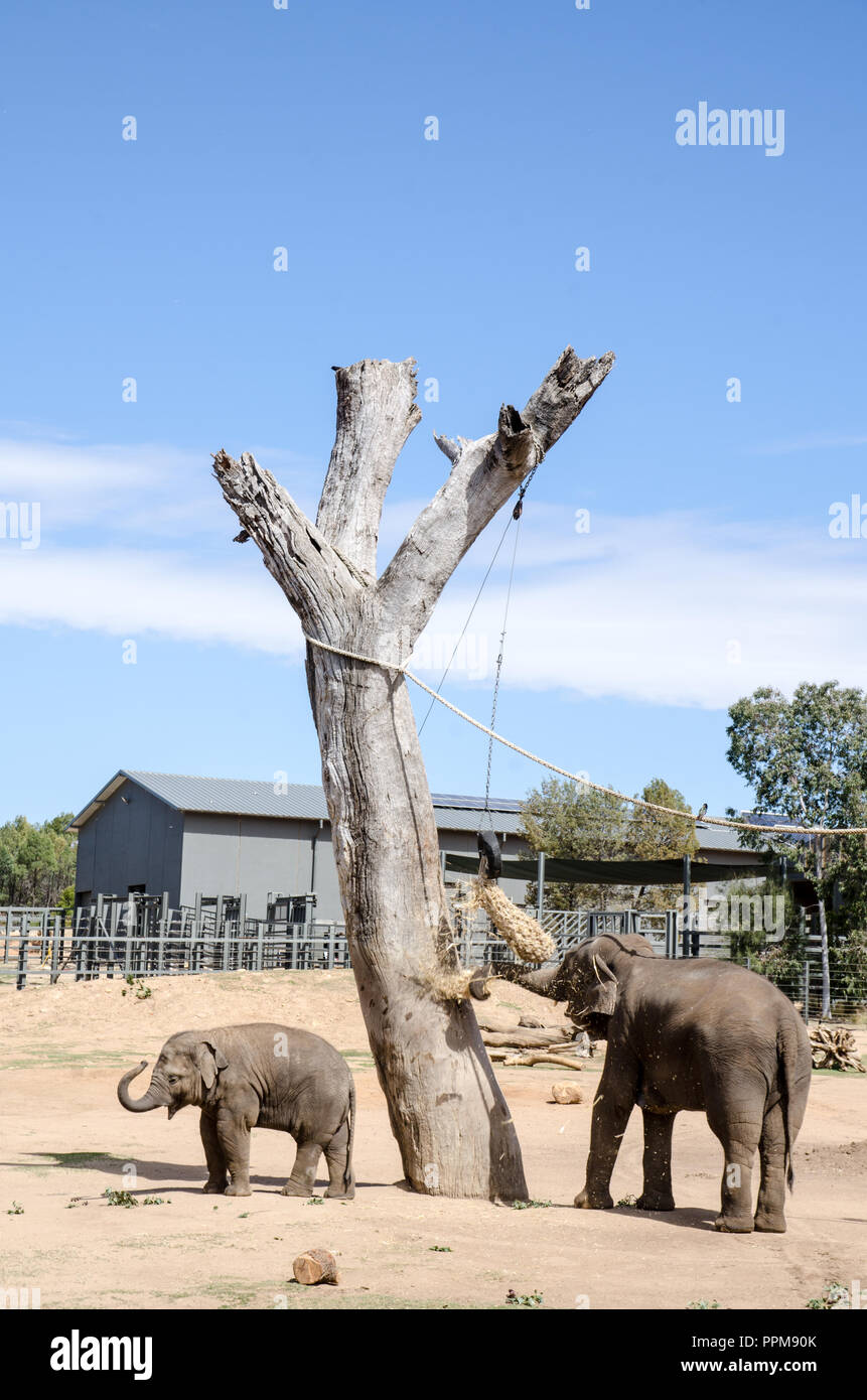 Una femmina di elefante con i giovani vitelli al Taronga Western Plains Zoo, Dubbo NSW Australia. Foto Stock