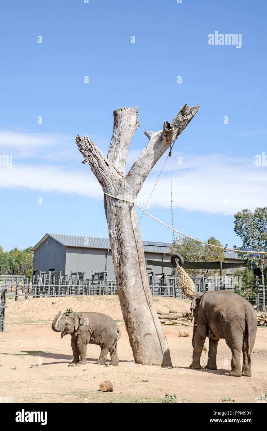 Una femmina di elefante con giovani che ha gettato un ramo sopra la testa. Taronga Western Plains Zoo, Dubbo NSW Australia Foto Stock