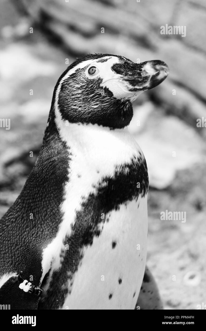 Pinguini Foto e Immagini Stock in Bianco e Nero - Alamy