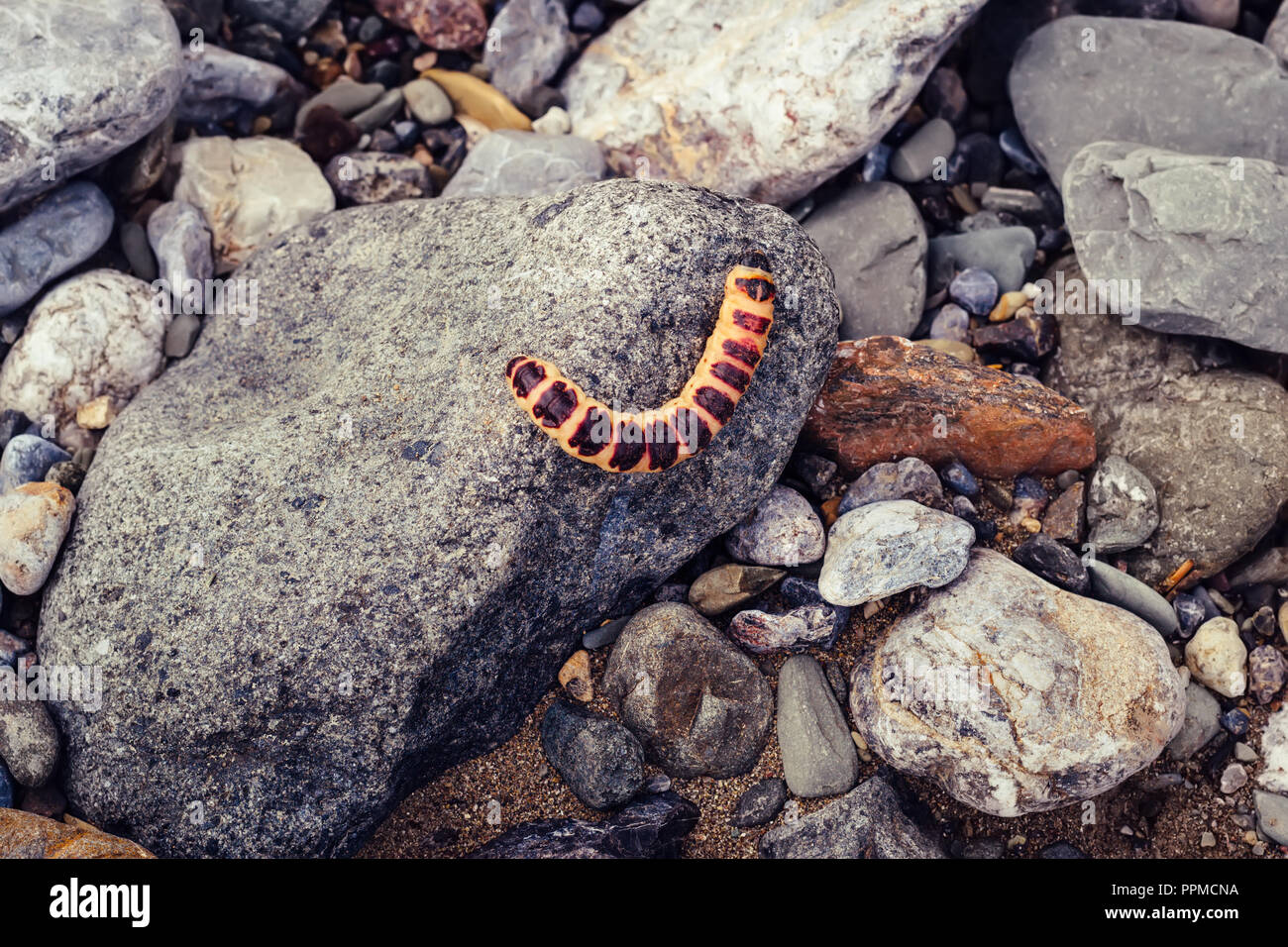 Caterpillar rosso Cossus Cossus su pietre grigie. Foto Stock