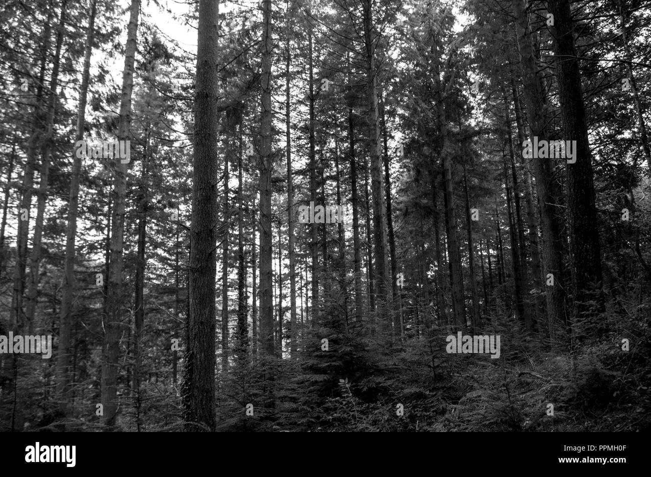 Alberi in Cann boschi. molto inquietante cercando posto. Gli alberi in modo rettilineo è piuttosto tuttavia ipnotico. Foto Stock