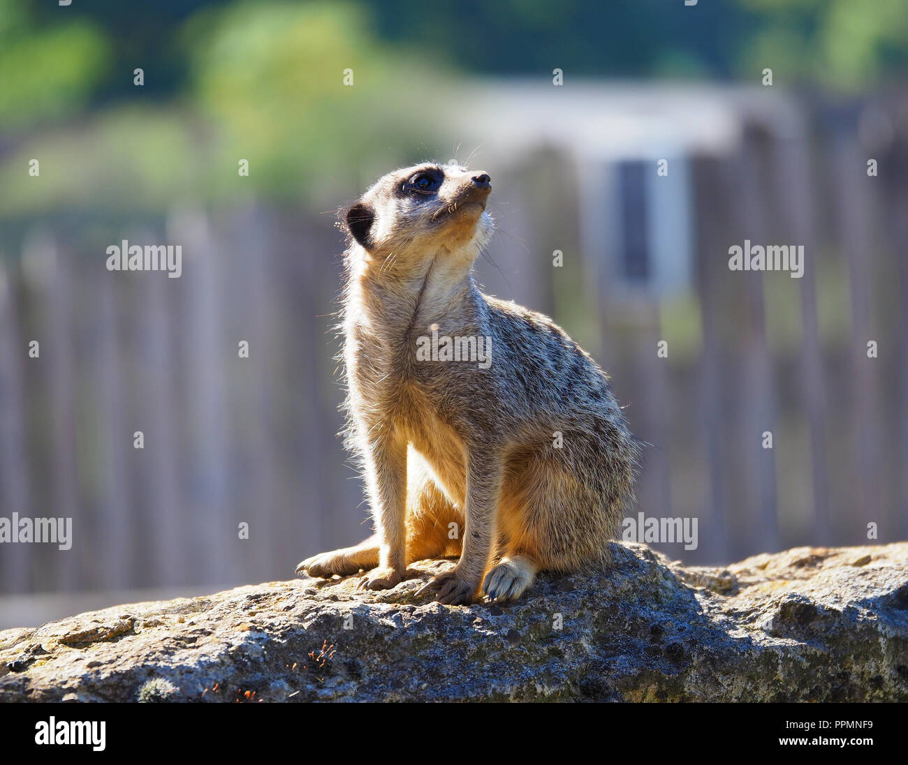 Un Meerkat (suricata suricatta) in cattività a Marwell Park e lo Zoo in Hampshire, Inghilterra Foto Stock