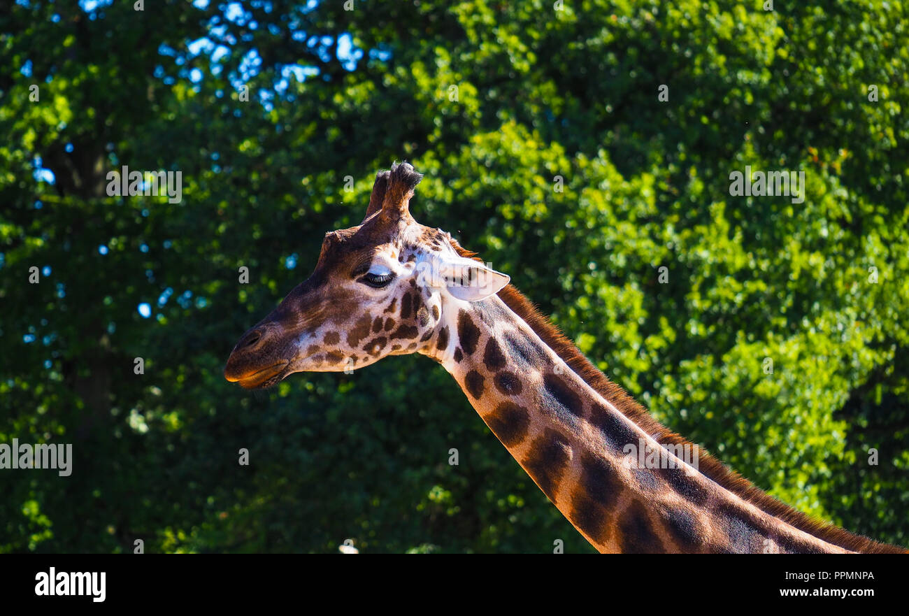 Giraffa Rothschild in cattività a Marwell Park e lo Zoo in Hampshire, Inghilterra Foto Stock