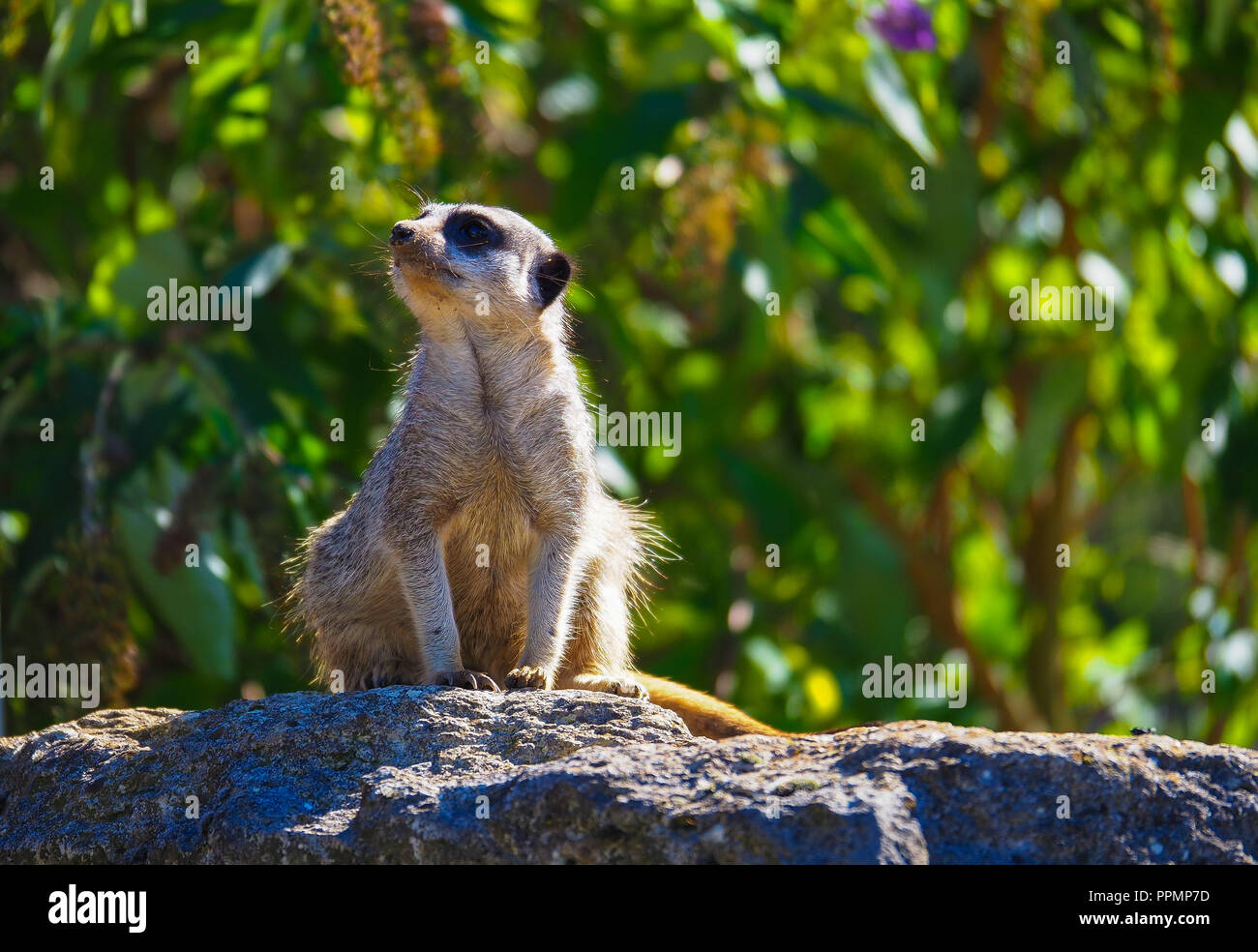 Un Meerkat (suricata suricatta) in cattività a Marwell Park e lo Zoo in Hampshire, Inghilterra Foto Stock
