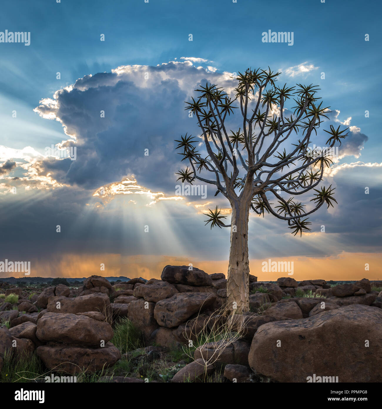 La faretra albero o aloe dichotoma, Keetmanshoop, Namibia Foto Stock