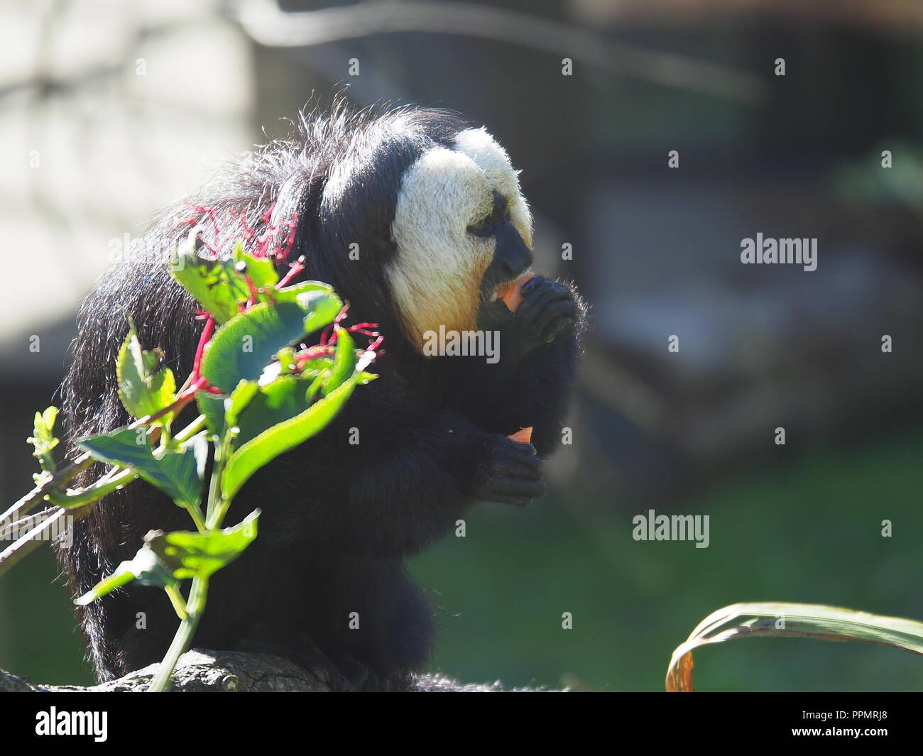 Facce bianche Saki (Pithecia pithecia) mangiare la frutta. In cattività a Marwell Park e lo Zoo in Hampshire< Inghilterra Foto Stock