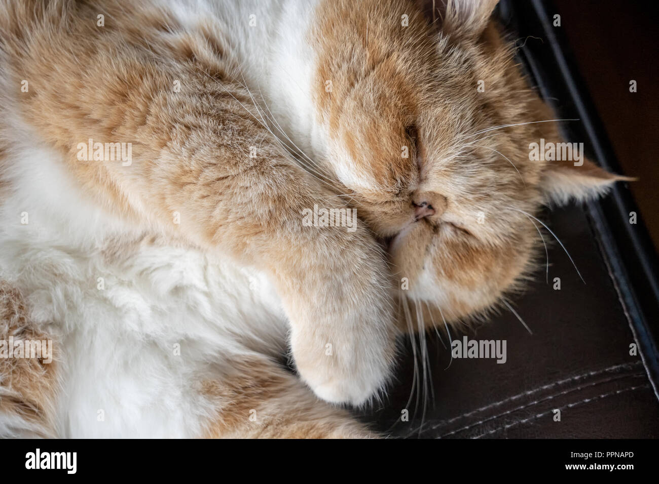 Ritratto di un sonno di razza Exotic Shorthair gatto domestico, 'Spoltiglia'. (PR) Foto Stock