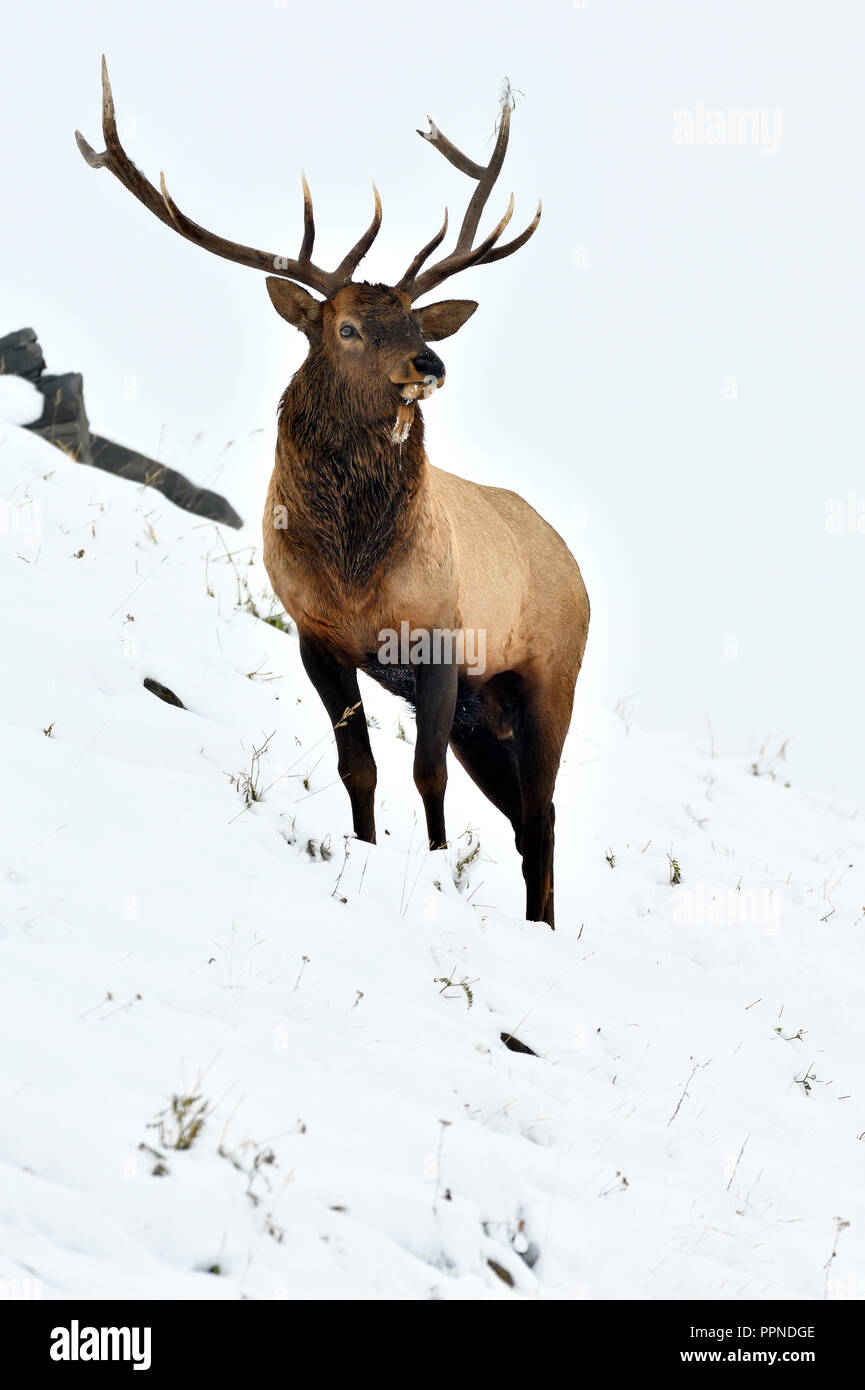 Un'immagine verticale di un grande bull elk (Cervus elaphus); in piedi su una coperta di neve collina nelle zone rurali di Alberta in Canada. Foto Stock
