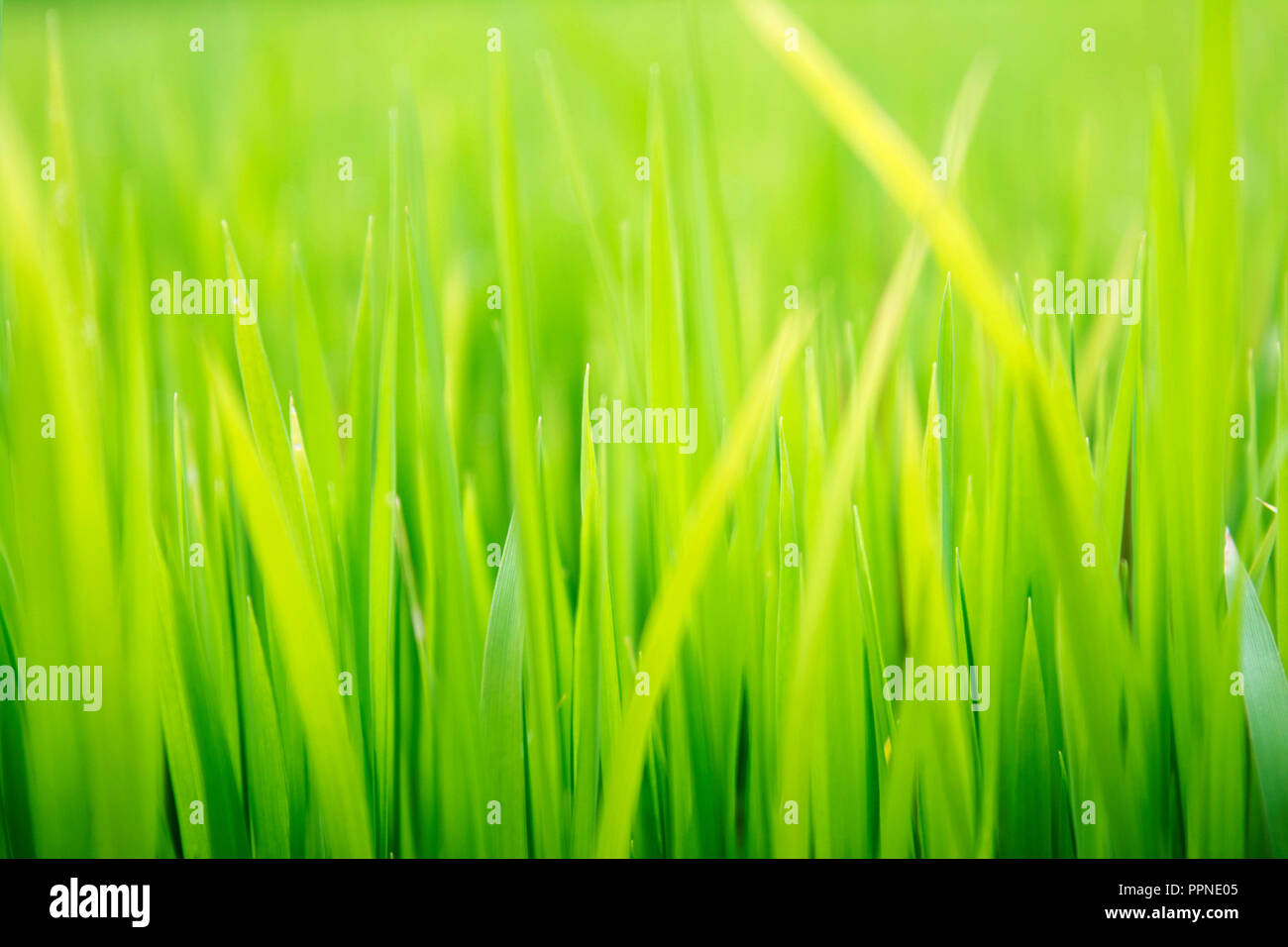 Textured erba verde sullo sfondo Foto Stock