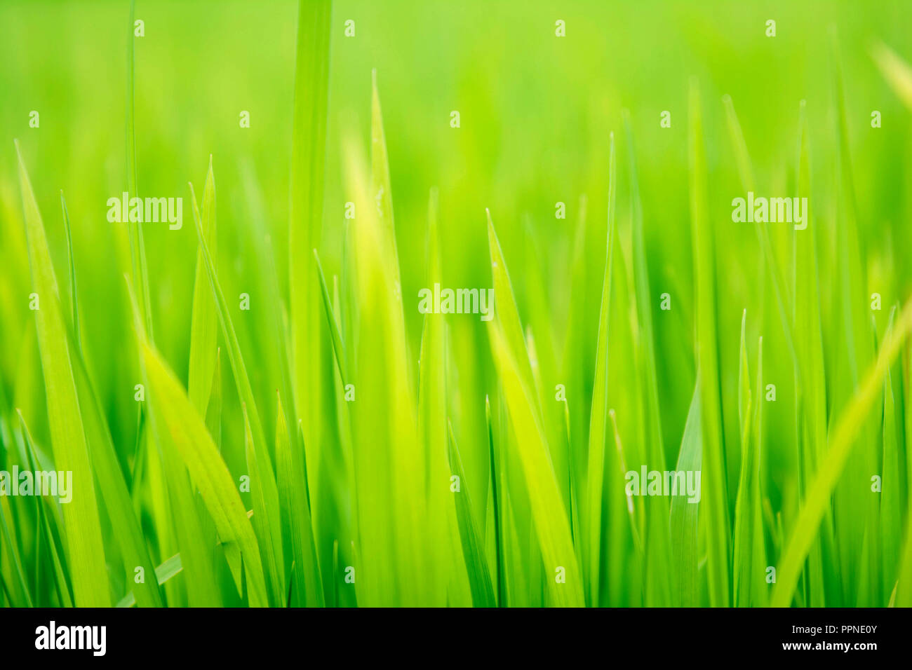 Textured erba verde sullo sfondo Foto Stock
