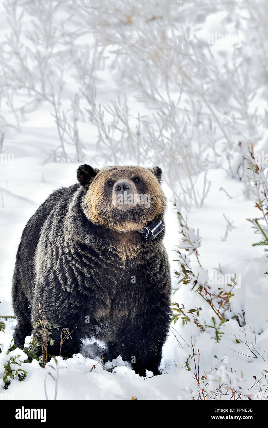 Un'immagine verticale di un orso grizzly selvaggio che ha è stato larred in un programma di studio della fauna selvatica che cammina giù a. Collina innevata in Alberta rurale Foto Stock