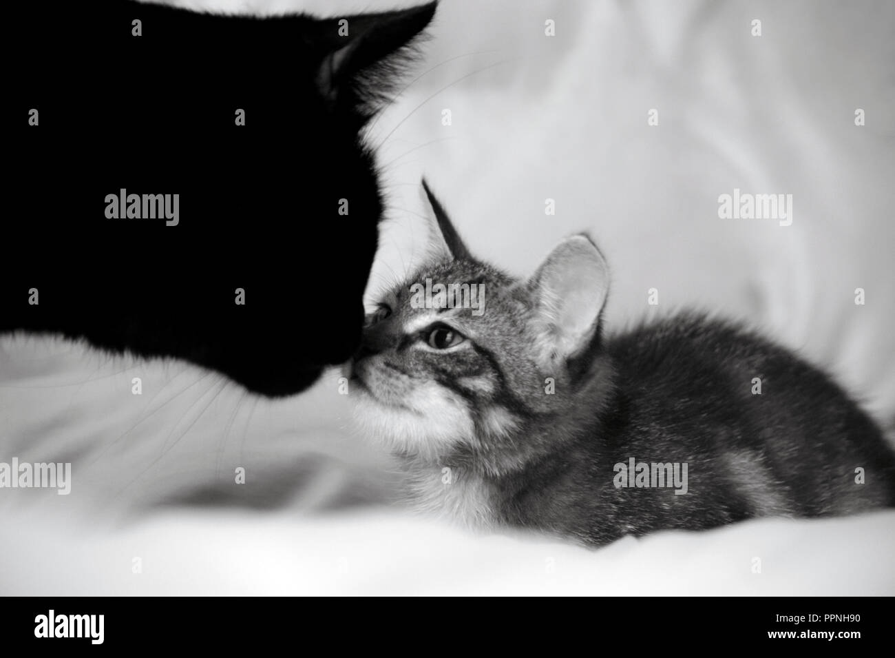 Due gatti, un adulto nero e un piccolo striped kitten, animali sniff reciprocamente il naso, foto in bianco e nero, bianco-grigio Foto Stock