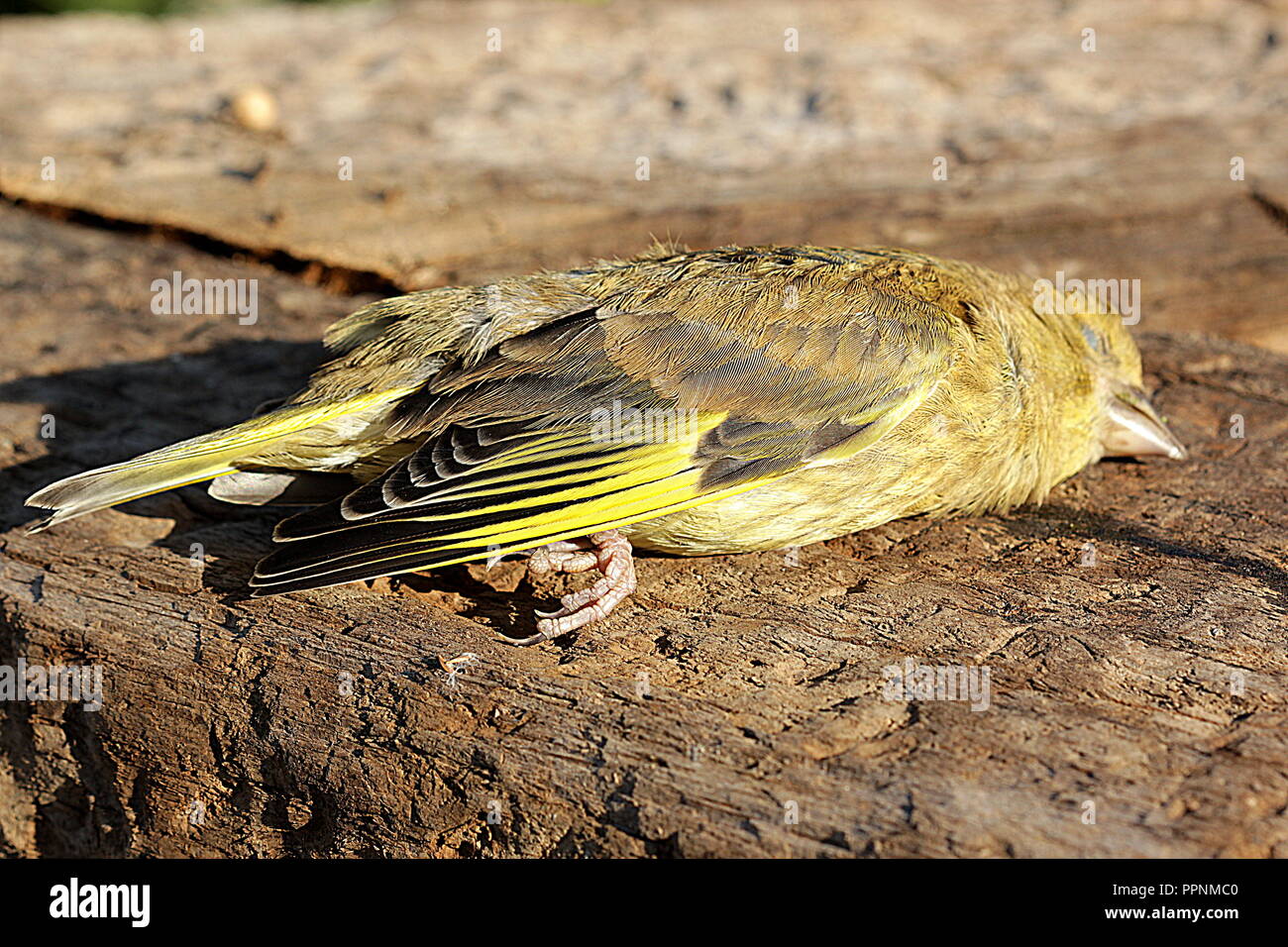 Uccelli morti Foto Stock Uccelli morti Foto Stock