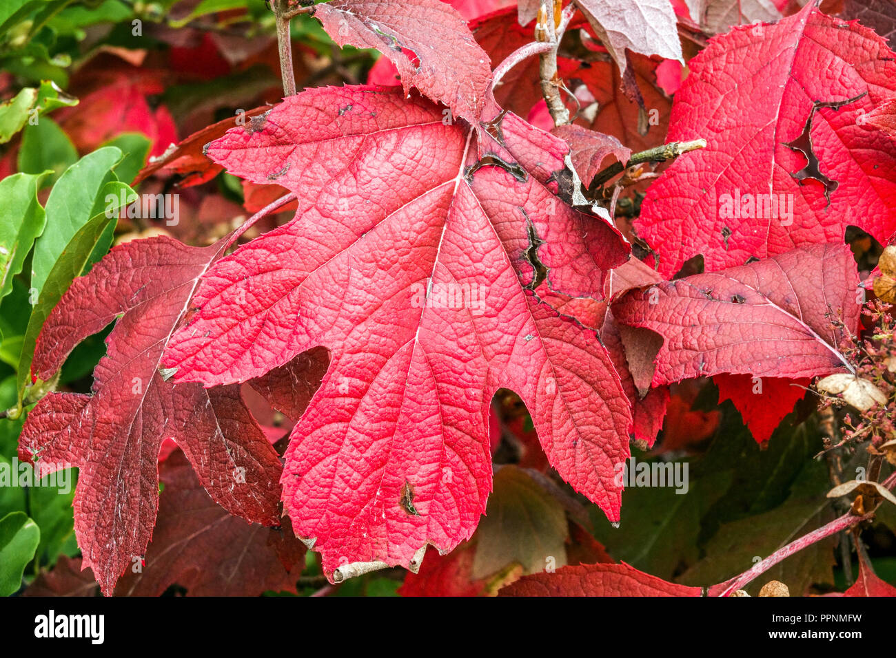Hydrangea autunno rosso foglie Hydrangea giardino, Hydrangea quercifolia 'armonia' Foto Stock