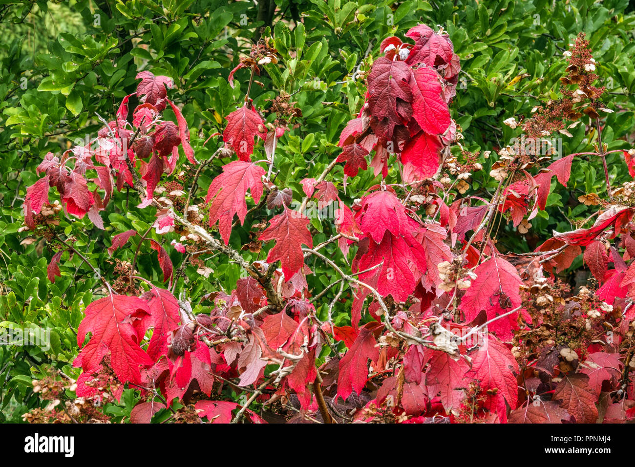 Hidrangea quercifolia foglie di arbusto rosso Foto Stock