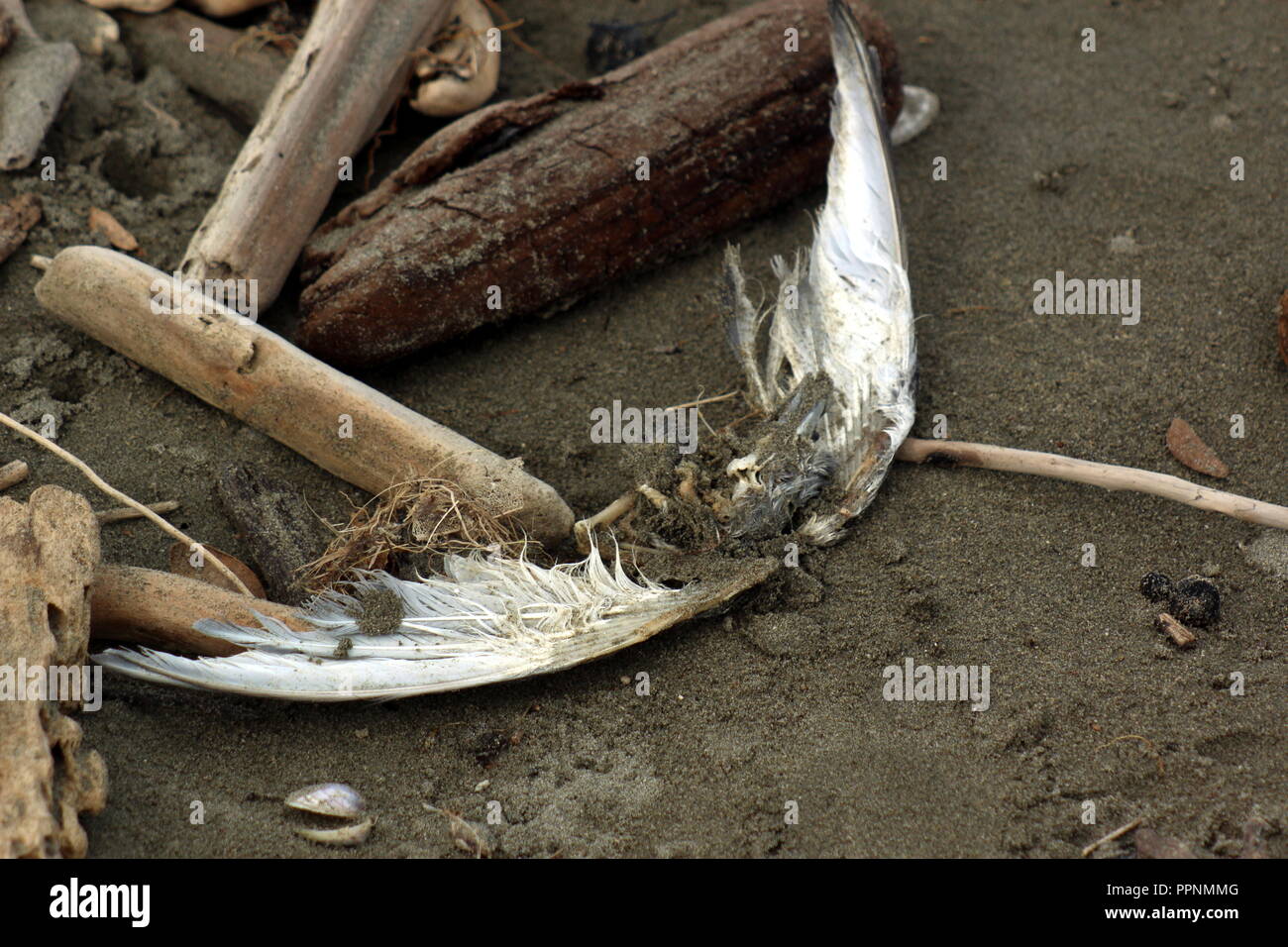 Uccelli morti Foto Stock Uccelli morti Foto Stock