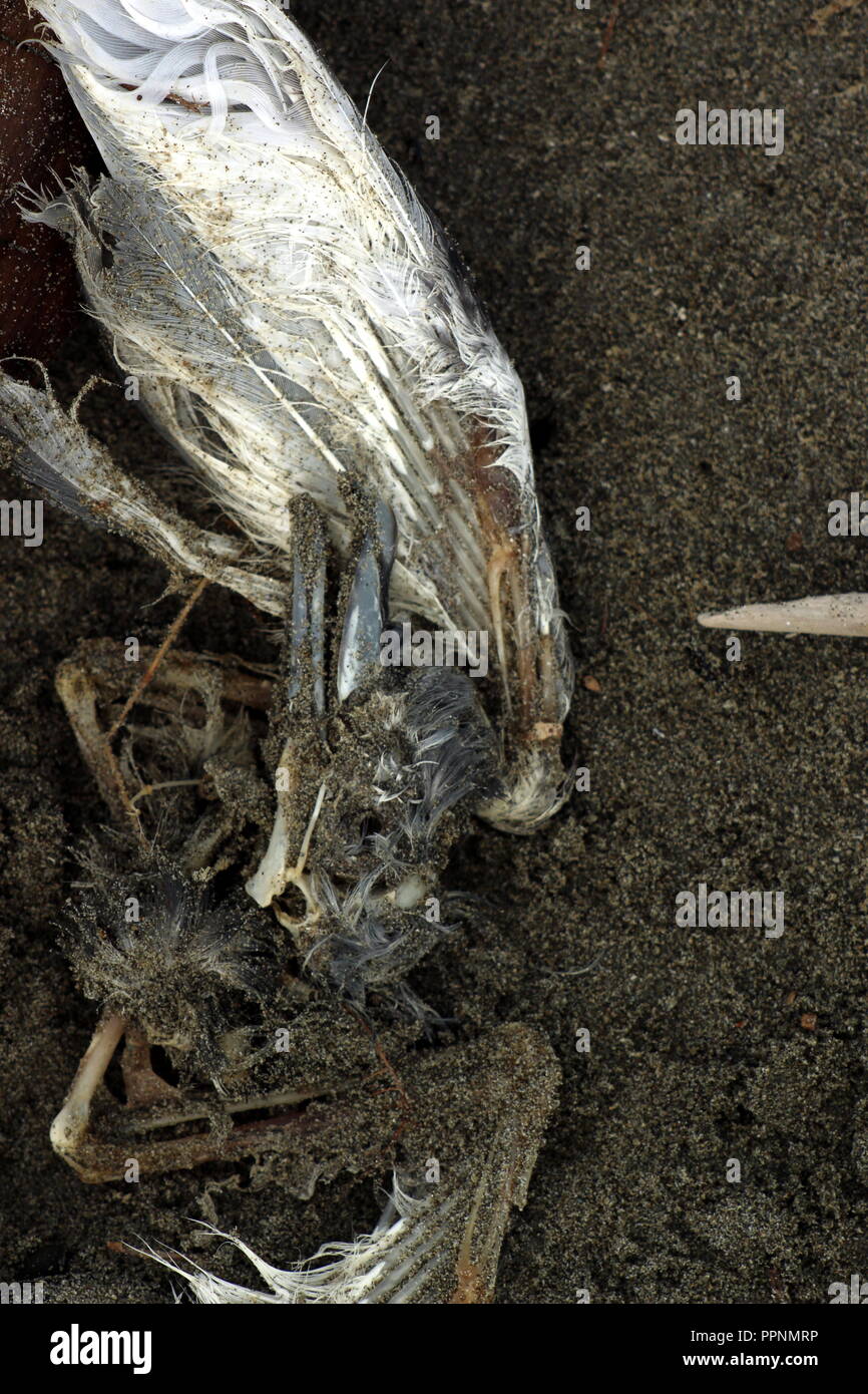 Uccelli morti Foto Stock Uccelli morti Foto Stock