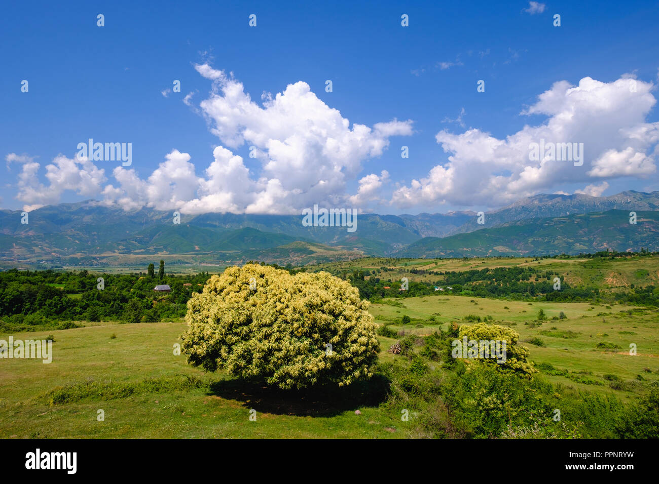 Fioritura dolce castagno (Castanea sativa), campagna vicino Kastriot, in Peshkopia, Qark Dibra, Albania Foto Stock