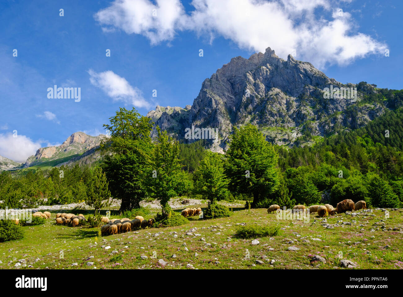 Valle Kukaj, Monte Maja e Thatë, Valbona National Park, Alpi Albanesi, Prokletije, Qar Kukes, Albania Foto Stock